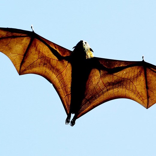 Is it a bird? Is it a plane? Nope, it's a flying robot bat! 😲 Scientists inspired by bats' flexibility, agility and size have developed a life-like replica. Listen to the latest episode of 30 Animals That Made Us Smarter: https://bbc.in/2zoApc4 | BBC World Service