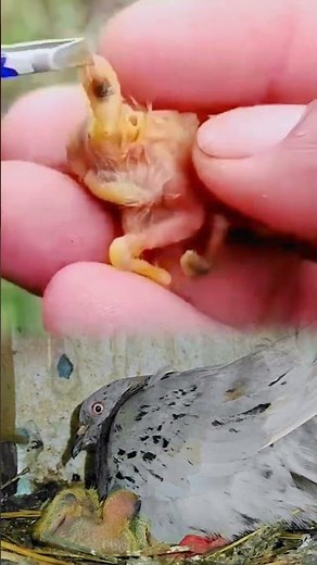 small bird mango worms removing treatment