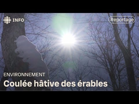 Coulée hâtive des érables | La semaine verte