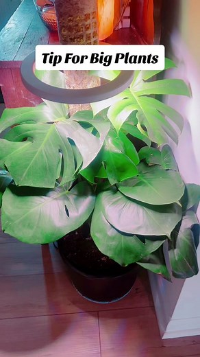 This no brainer from Planterina really stuck with me 💕 Growing from a small plant takes a LONG TIME #plants #planttips #planttiktok #planthacks #monstera #birdsofparadise #elephantears