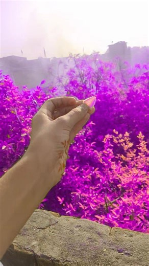 urple land cute is beautifull comedey