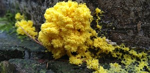 Camille : « C’est quoi un blob ? »