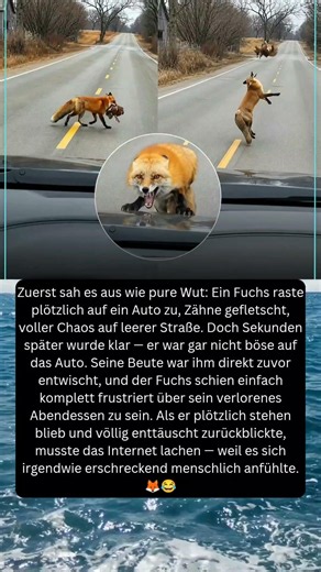 Wütender Fuchs greift plötzlich Auto an 😱🦊 Der wahre Grund ist zu lustig!