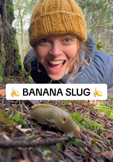 Banana Slugs: The Colorful Decomposers of the Forest