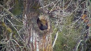 Could there be cubs in the bear den? Probably not, but maybe! It’s hard to tell the bear’s sex from our distant view and there have been no signs yet that cubs are in the den with the adult. Cubs weighing less than half a pound are born in the middle of the winter denning period, usually between mid-January and early February. A mother bear will typically give birth to one to three cubs at a time. By the time a mother bear and her cubs are ready to emerge into spring, the cubs typically weigh ar