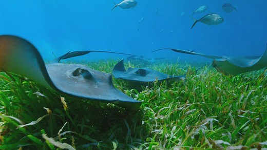 How to save our coastal seas