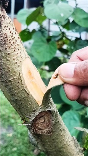 The Beauty Of Grafting 🌿🌳 #grafting #plants #garden #gardening #nature #craft #diy