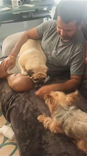 CHICO&CHASE want to bite you 😋 #chiconchase #pug #yorkie #pets #petlover #puppyhood