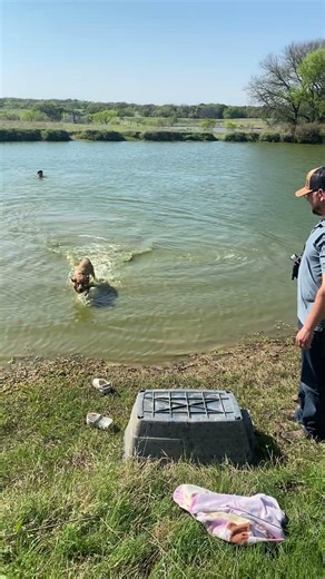 21 week old lab “Shelby” on first water retrieve #puppy #labrador #retreiver #yellowlab #foxredlab