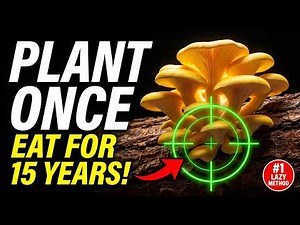 10 Lazy Mushrooms You Plant Once and Harvest Forever (Very Simple Steps) | Mushroom Vault