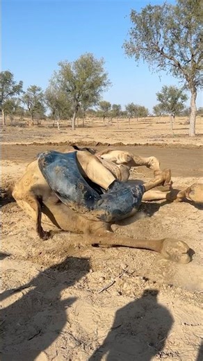 هل هذا إنسان أم ملاك؟ لإنقاذ حياة الجمال في الصحراء الحارقة، فعل صاحبها شيئاً يتحدى المنطق!