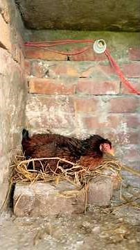 The 'Expert' Secret: "How I Get Every Egg to Hatch: The Ultimate Broody Hen Setup #broodyhen #shorts