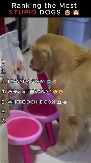 Ranking the MOST Stupid Dogs Ever 🐶🤦‍♂️😂