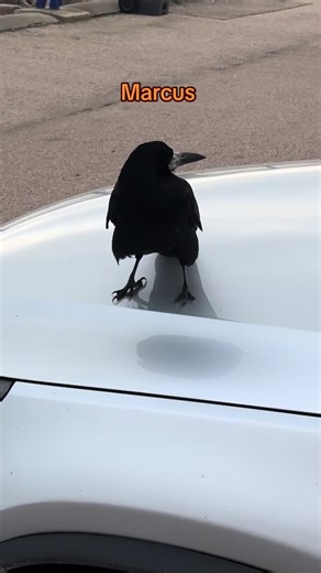 Our friend the crow Marcus has come to say hello. #bird #wildlife #pet #fyp #crow
