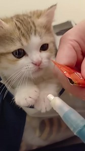 457K views · 3.5K reactions | cute cats compilation adorable kitten...