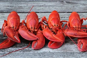 How many species of lobster are there? [2025] | QAQooking.wiki