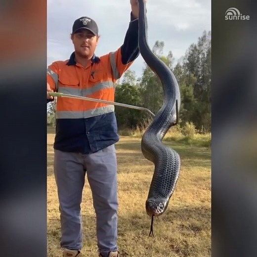 812K views · 8.3K shares | NO THANKS! A Brisbane snake catcher was called to remove this giant 1.8m long red belly black snake  | Sunrise | Facebook
