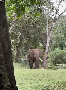 🐘 Elephant sighting, Mt Kenya Forest 💚 Video Credit: Rhino Ark Kenya Charitable Trust / Wilder Institute Calgary Zoo Mountain Forest Conservation Partnership #ElephantConservation #WildlifeConservation | Mount Kenya Trust