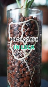791K views · 6.4K reactions | Discover the magic of LECA. Propagate your plants in LECA and watch them thrive  #propagation #propagate #houseplants #plants #hydroponics | Succulents Box | Facebook