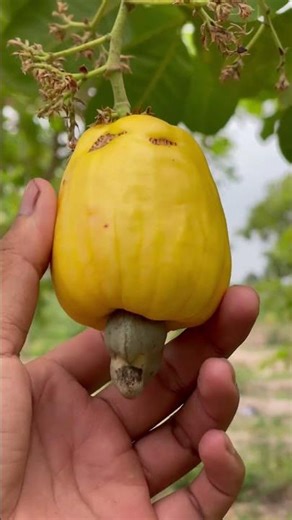 Cashew Look greatest #cooking #primitiveplus #cookingmethods #fruit #cookingtechniques #mukbang