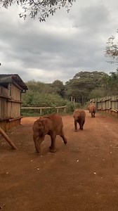 6.2M views · 234K reactions | It’s bedtime for baby elephants! At...