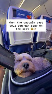 puppy eyed privilege 🥺 . . #cockapookona #konathecockapoo #goldendoodle #cockapoo #minigoldendoodle #puppy #goldendoodlesofinstagram #dogs #funnydogs #doodles #puppiesofinstagram #sf #bayarea #dogsofinstagram #fluffydogs #puppyvideos #funnydogvideos #dogvideos #hypoallergenic #cutepuppies #igreels #emotionalsupportdogs #funnydogs #hypoallergenicdogs #fluffypup #southwestairlines #dogtravel #dogsthattravel #maui | Kona The Cockapoo