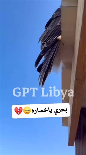 ‏#صقر #بحري #ليبيا #طرابلس #بنغازي