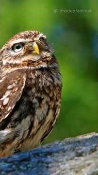 Little Owl vs Wild: Tiny Hunter, Big Brain #LittleOwl #WildlifeShorts #BirdsOfPrey #NatureDoc