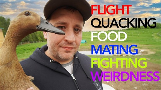 Answers to the Internet’s Most Popular Duck Questions