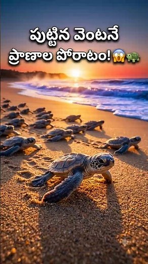 The Incredible Journey of Baby Turtles 🐢🌊 #facts #youtubeshorts #viralfacts #science