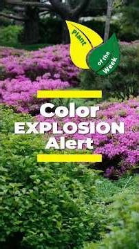 Need Big Color? This Poukhanense Azalea Delivers