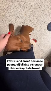 On est tous d’accord ? 🥰 CD : ? — Pour ceux souhaitant adopter un teckel, nous avons conçu un guide complet sur la race ⤵️ - Préparation à l’adoption - Recommandation d’élevages - Accueil à la maison, éducation Et d’autres chapitres pour vous aider à réussir votre adoption sans stress ! 👉 Disponible en cliquant sur le lien en bio ou sur www.teckeltrotteur.com #teckel #teckeltrotteur #teckelofinstagram #teckelpuppy #teckellove #teckellovers #chiensaucisse | Teckel Trotteur