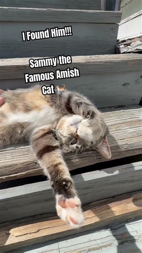 This #cat is #famous 🌟📸#amishcountry #amish #tabbycat #catfriends #catshorts #catlover #sweetboy