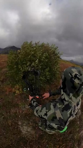 Thrilling Moose Hunting Archery Video