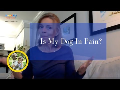 Arthritis and weak back end in Senior Dogs/5 ways to relieve joint pain/at home Physical Therapy