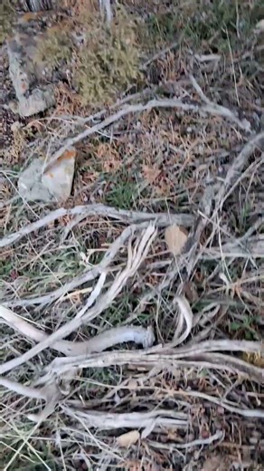 Camoflauged Three Point