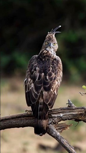 Crested Hawk-Eagle 🦅 #wildlife #hawk