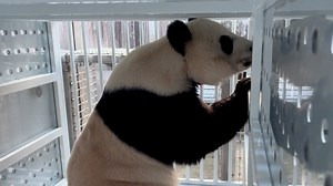12 reactions | The Smithsonian's National Zoo sent three giant pandas, who were on loan to the United States, back to China. | USA TODAY Video | Facebook