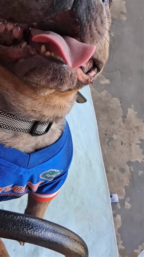 House Of Frenchies (@houseoffrenchiess)’s videos with sonido original - Eazy-E