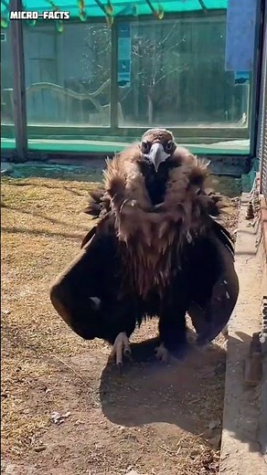 eagle lifespan microfacts