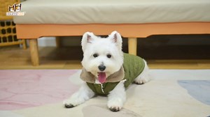 BEAUTYZOO Winter Dog Coat with Harness Built in, Warm Dog Puffer Jacket Vest Padded Fleece Cold Weather Coats Windproof Waterproof Snow Jackets Clothes for Small Medium Puppy, Blue L