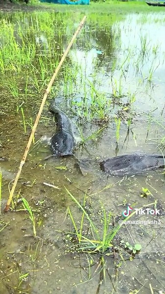 Fishing By Net Techniques and Tips