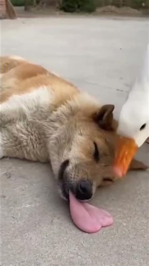 Laugh Till You Drop! Funniest Comedy Moments of the Day | Comedy Chakra