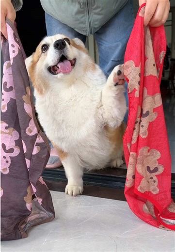 A stylish little pup picks out her own outfit — red makes her look even cuter and more delicate.#dog #corgi #dogoutfit