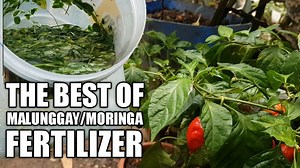 3.3M views · 10K reactions | The best of malunggay as Fertilizer | Agrinihan | Facebook