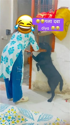 Kaise pade ho 😂😂#labrador #shortsfeed #love #dogcomedy #funny #pets #yt #funnydog #youtubeshorts