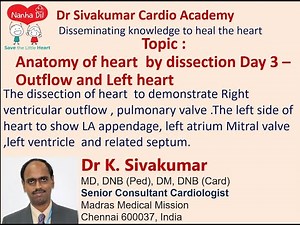 Anatomy of heart by dissection Day 3 – Outflow and Left heart
