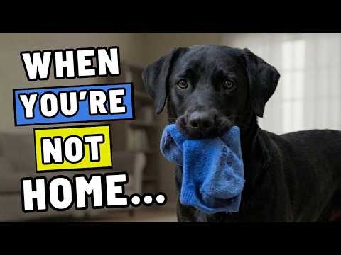 7 STRANGEST Things Your Dog Does While You’re not Home — And It’s About You