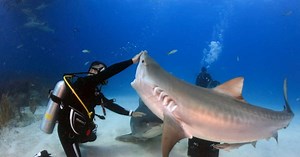 Un requin-tigre attaque violemment à la tête un plongeur aux Maldives