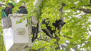 Bear in a tree holds Michigan city in suspense for hours on Mother's Day
